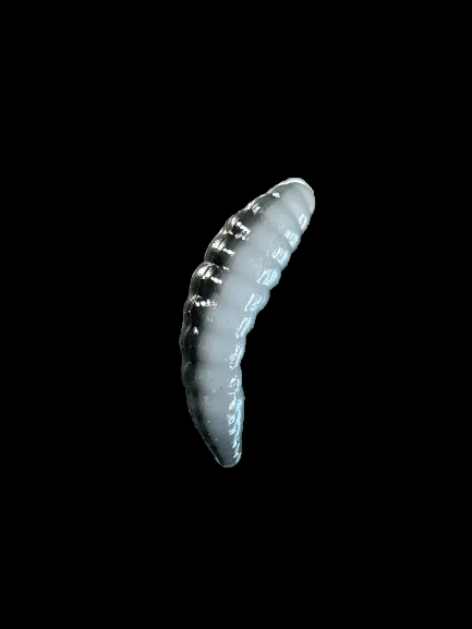 7/8” Maggots