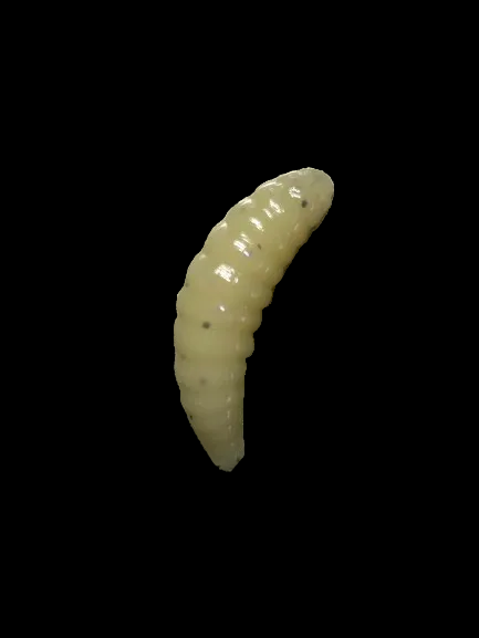 7/8” Maggots