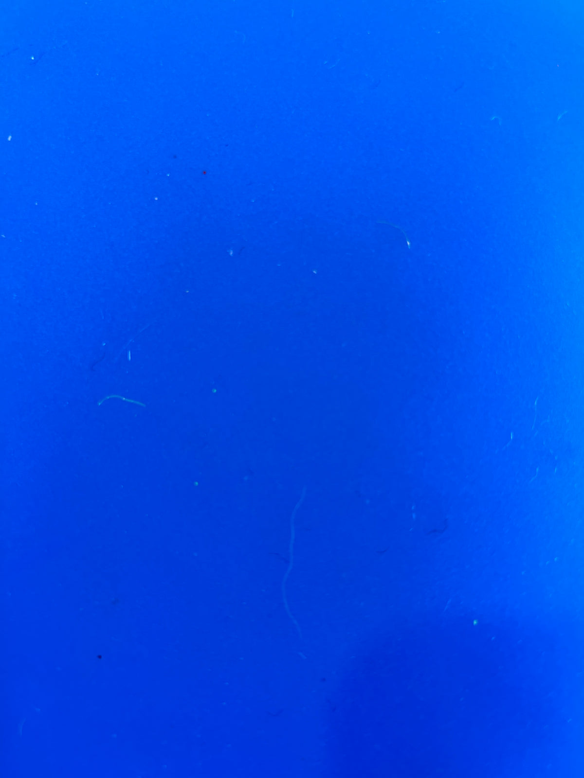 Silicone Wedge Tails