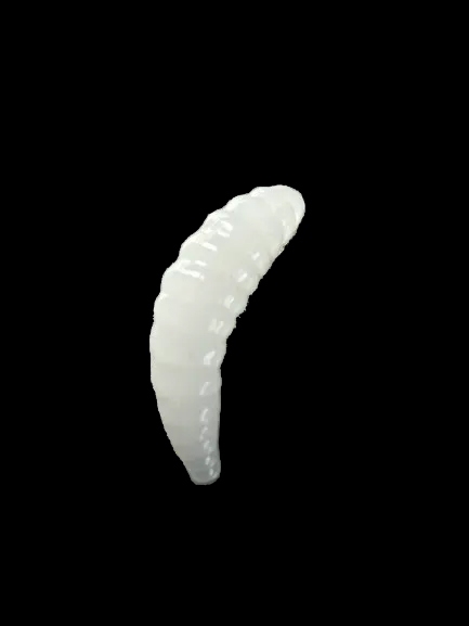 7/8” Maggots